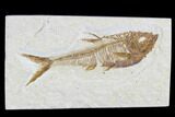 Detailed Fossil Fish (Diplomystus) - Wyoming #113569-1